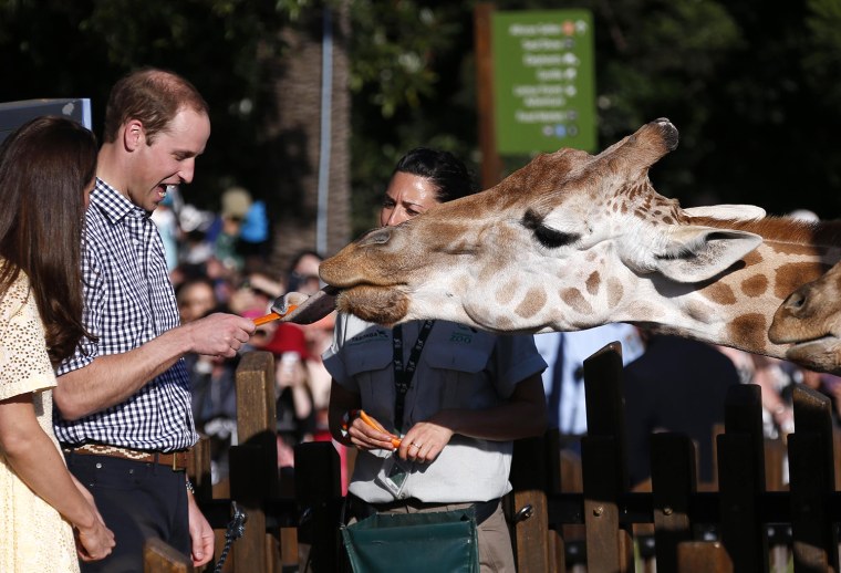 Image: Britain's Prince William reacts as he and his wife Catherine, the Duchess of Cambridge, feed giraffes during a visit to Sydney's Taronga Zoo