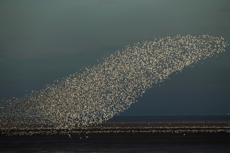 Image: The Snettisham Spectacular As High Tides Cause Thousands Of Birds To Take Flight