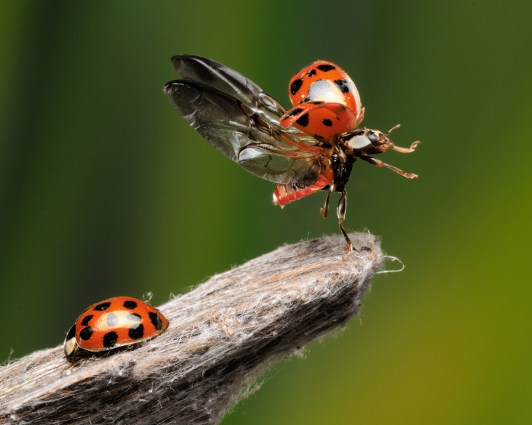 Ladybug take-off