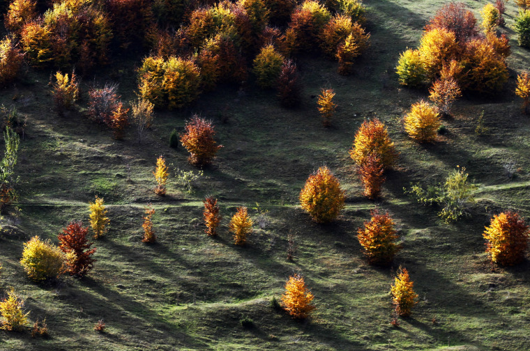 Image: Trees on the Sharr mountains, located southeast of Kosovo, are seen during autumn