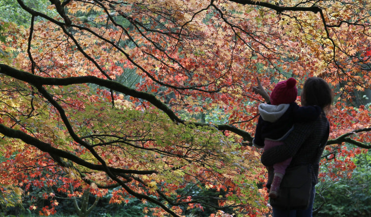 Image: A mother and child look at autumn leaves at The National Arboretum in Westonbirt