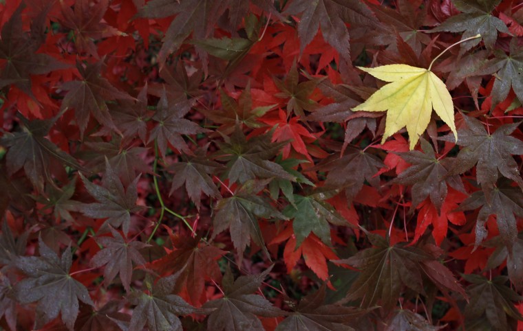 Image: Leaves from a Japanese Maple are seen as they change colour in Autumn at The National Arboretum in Westonbirt