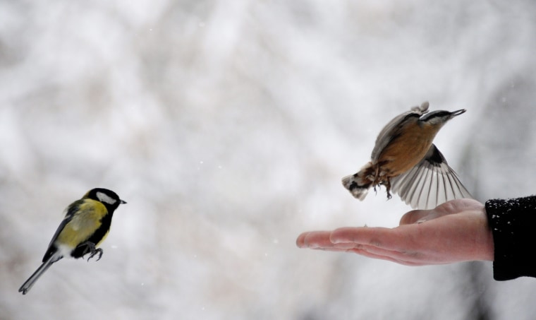Image: Small birds are fed in a snow covered park