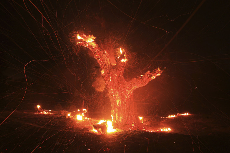 Image: Wind-blown embers fly from an ancient oak tree that burned in the Silver Fire near Banning, California.