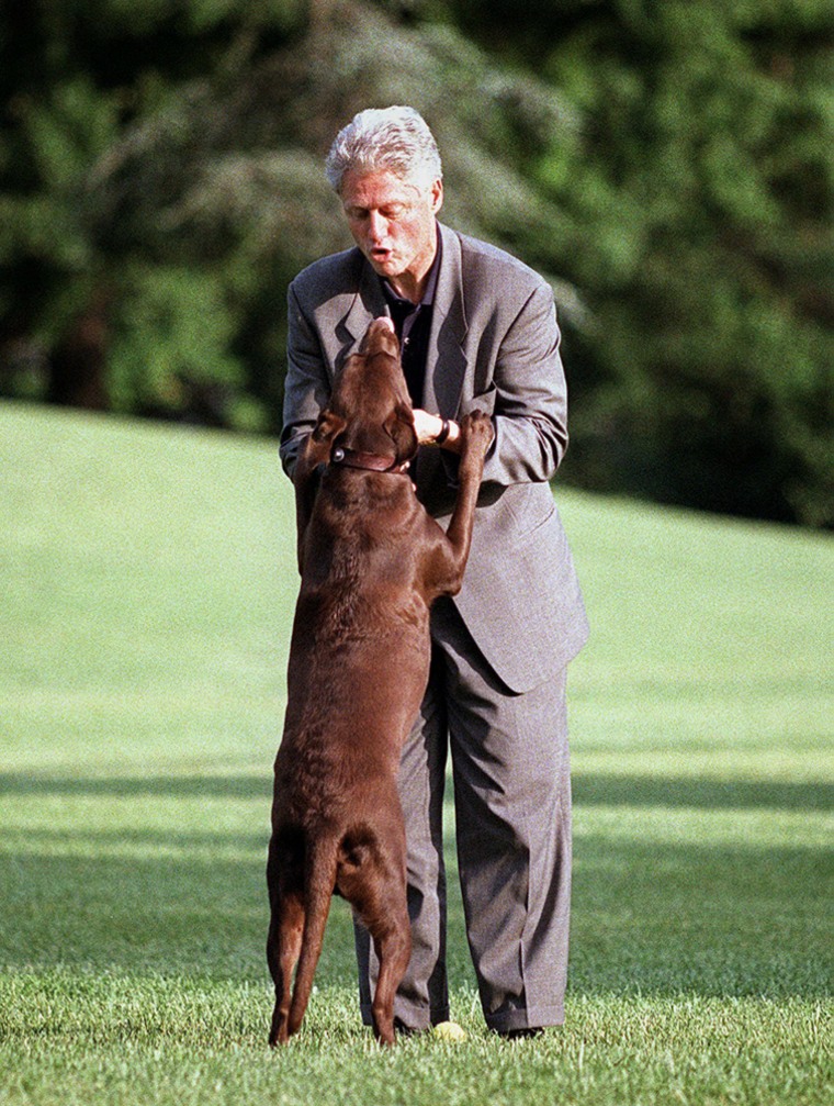 US President Bill Clinton is greeted by his dog Bu