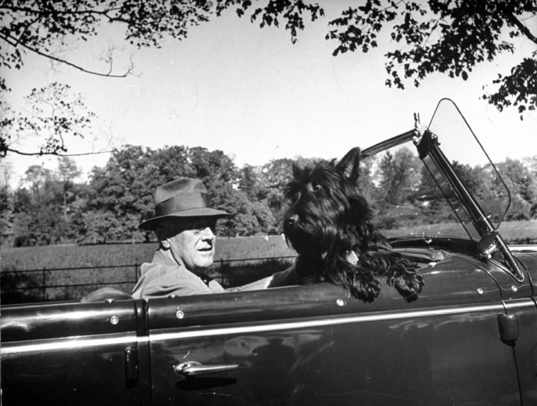 President Franklin D. Roosevelt driving in his con