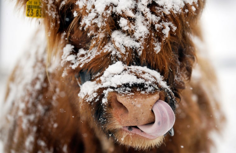 A Highland cattle stands in the snow on a pasture near Sonnenbuehl, southern Germany.