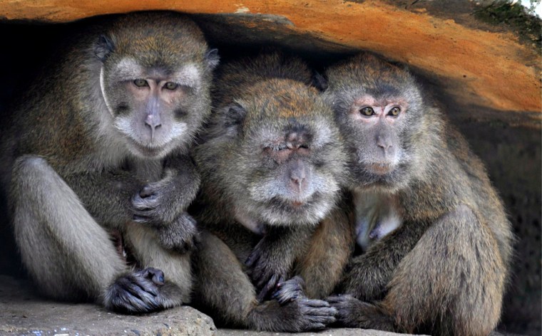 Three Crab-eating macaques huddle together for warmth in sub-zero temperatures at their enclosure at Zoo Basel in Basel, Switzerland.