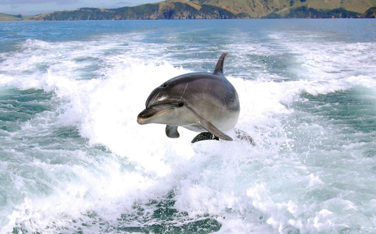 A dolphin is airborne as it follows in the wake of a fishing boat off the coast of Paihia in the Bay of Islands, New Zealand.