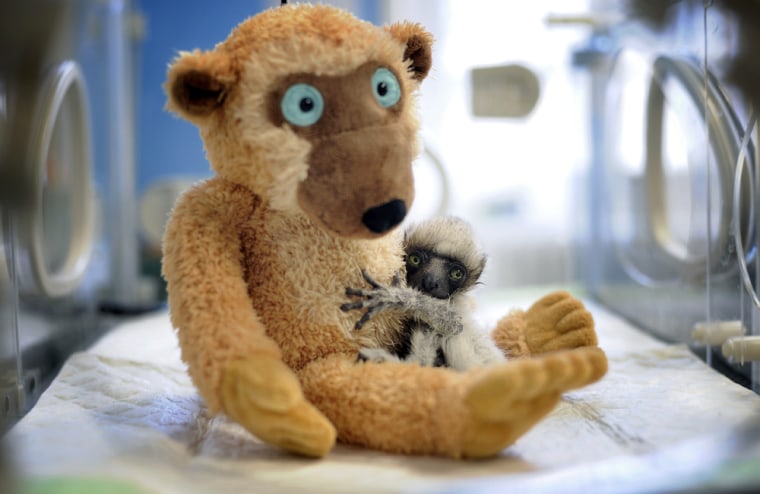A newborn Madagascar lemur named Tahina hugs her toy at Besancon Zoo in France.