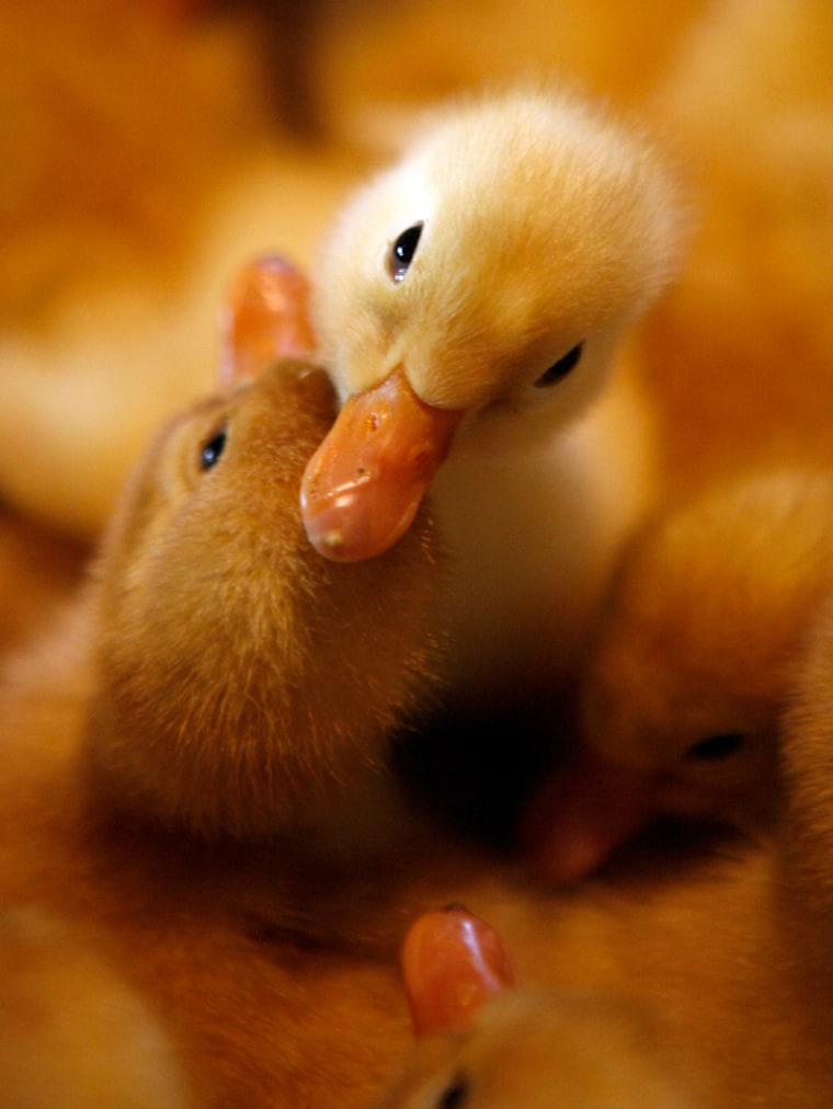 Ducklings huddle together at an incubating farm outside Hanoi, Vietnam. The nation's health officials have banned transportation of the birds by motorcycle in order to keep citizens safe from a potential bird flu outbreak.