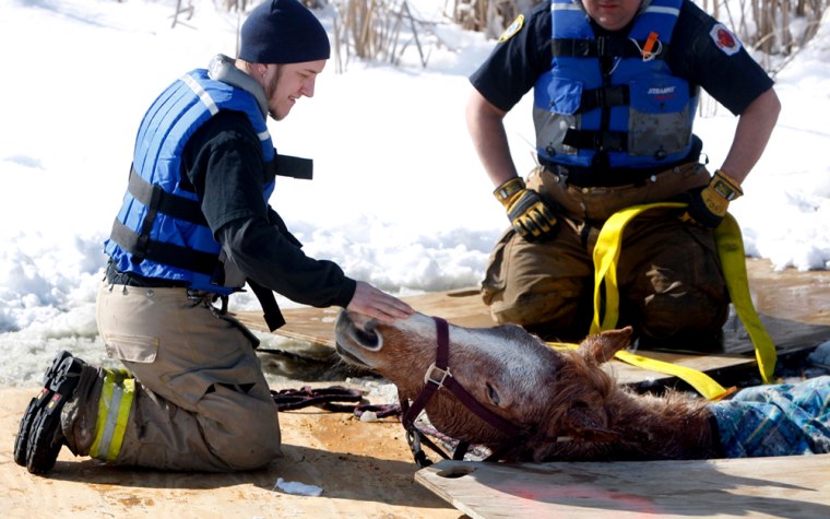 A firefighter comforts Pencil, a horse that fell through the ice on a pond on Doug Oldiges' farm in Melbourne, Ky. Firefighters and members of the Northern Kentucky Large Animal Rescue Team rescued Pencil with plywood and slings to pull him out of the ice.