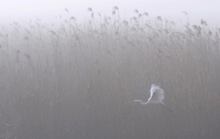 An egret flies over Dojran Lake in Macedonia. The lake survived an ecological disaster after a drought and excessive use of its water in the 1990s, which caused its water level to fall nearly 33 feet, and brought into question the survival of its flora and fauna, according to local media.
