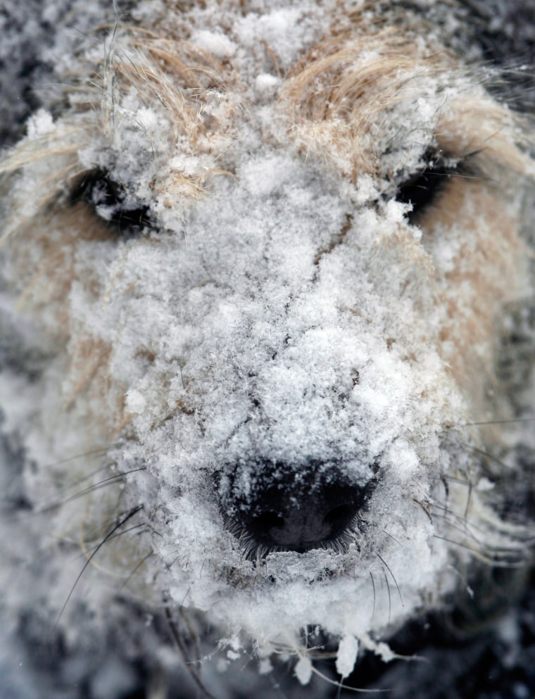 Snow covers a dog's snout after it went romping outdoors in West Bath, Maine.