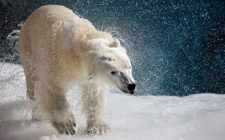 A polar bear shakes its body to remove water at the St. Felicien Wildlife Zoo in St. Felicien, Canada.