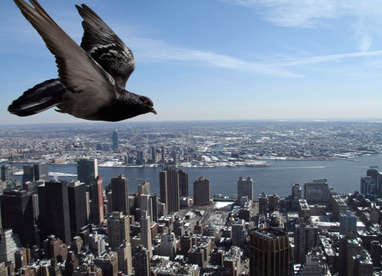 A pigeon flies over New York City.