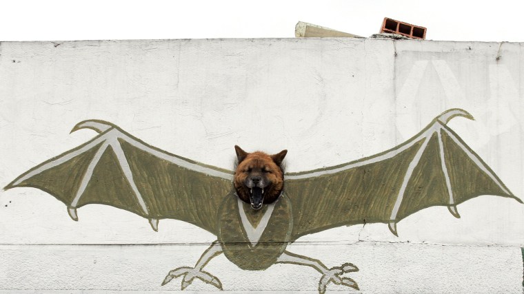 A dog barks though a hole in the wall of a Bogota, Colombia, hardware store decorated with a bat painting.