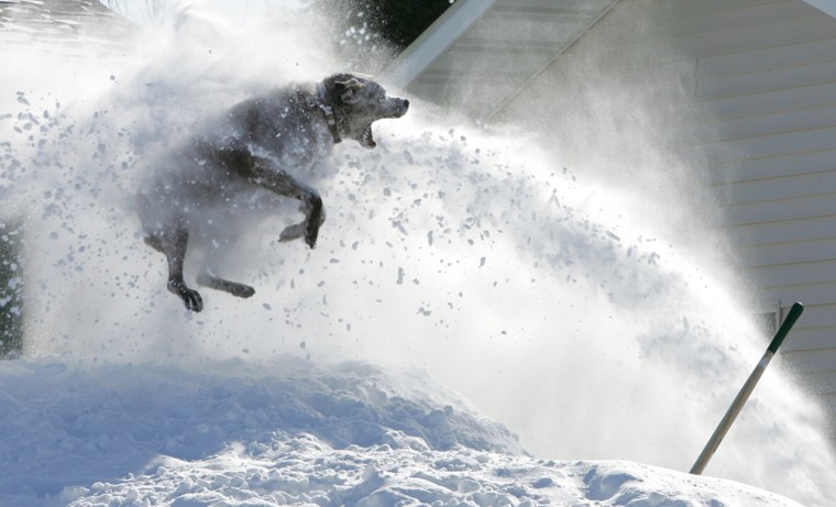 Max, a Chesapeake Bay retriever, leaps in the air, biting at flying snow thrown from a snow blower operated by his owner in Jamestown, N.D.
