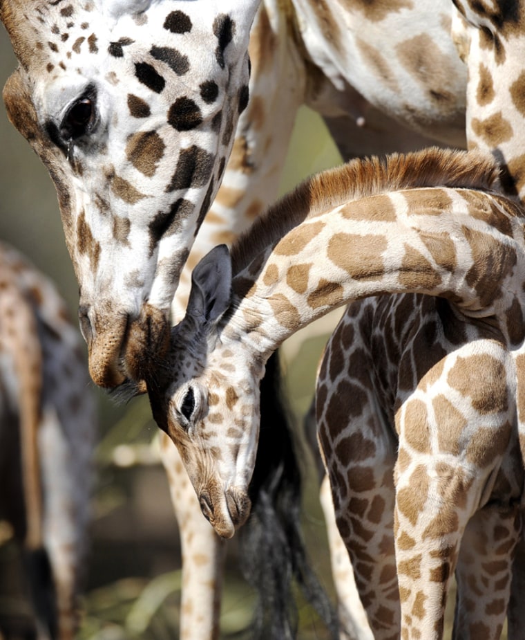 A baby giraffe stands next to its mother in the zoo in Hanover, Germany.