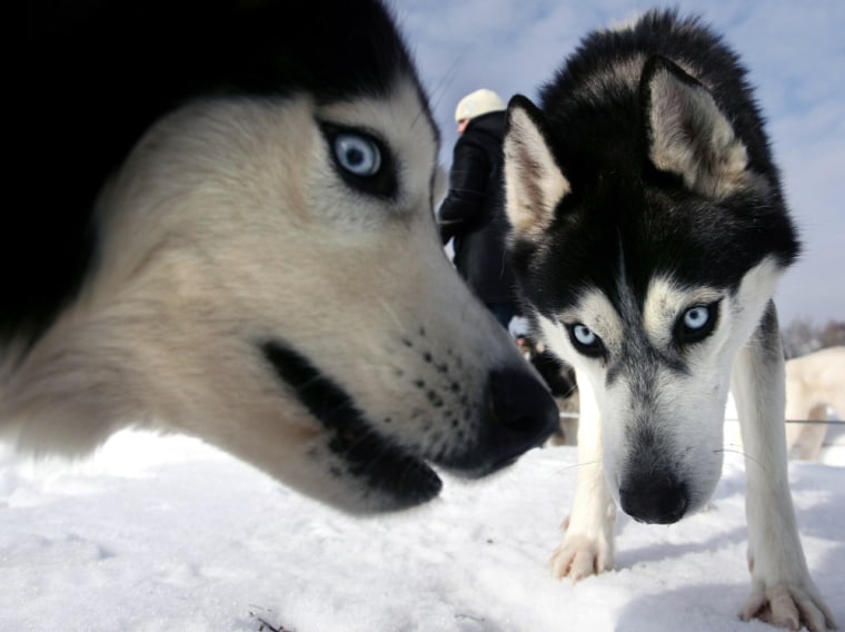 Sled dogs play before a competition outside Moscow.