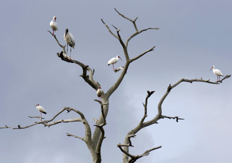 Birds roost high in a tree at Merritt Island National Wildlife Refuge in Merritt Island, Fla.