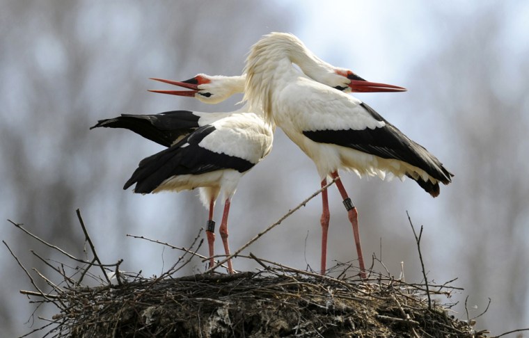 Storks huddle in their nest in Holzen, southern Germany.