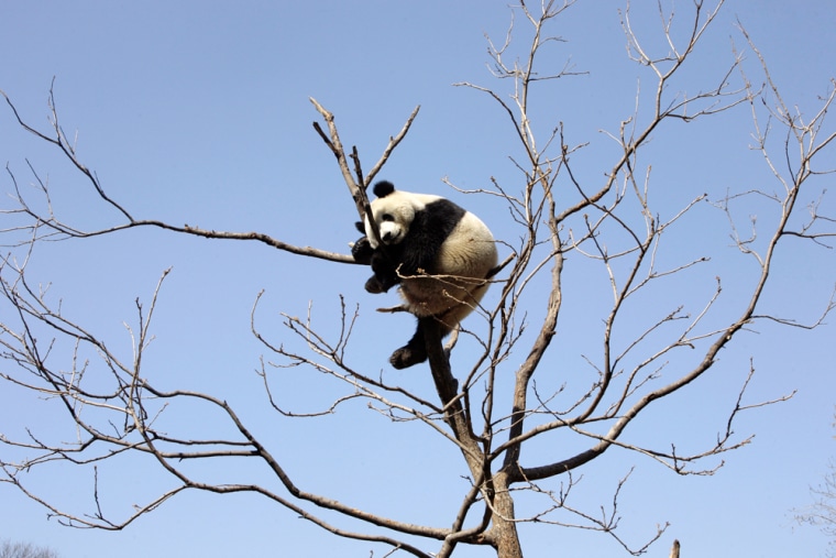 A giant panda sleeps in a tree at the Beijing Zoo.