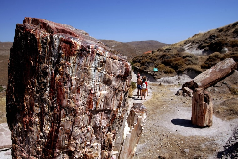 Tourists admire fossilised tree trunks a