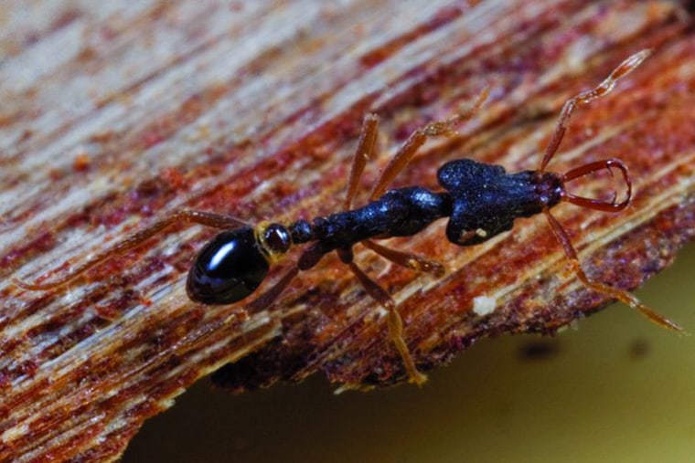 Newly Discovered ant in Papua New Guinea - Strumigenys sp. nov. 
This new species represents the highest altitude ever recorded for an ant in New Guinea, from nearly 2900 m in the Muller Range. This ant species must have the ability to withstand both cold and wet conditions in the rainy season, as well as extremely hot and dry conditions in the dry season. Their ability to survive is at least partly behavioral - this high-altitude oddity is a slow moving ant that forms small colonies and has low metabolic requirements that allow them to survive on little food for long periods of time. The amazing trap-jaw mouthparts on this ant are specialized tools for catching small, soft bodied invertebrate prey. The jaws are held open at 180 degrees and snapped closed when tiny sensory hairs detect a prey item within range of capture.