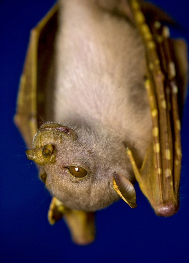 (NOT new to science) This is a previously seen but still undescribed species endemic to Papua New Guinea- observed by Rapid Assessment Program (RAP) researchers - This Tube-nosed Fruit Bat Nyctimene sp. from the Muller Range mountains does not yet have a name but has been found in other parts of New Guinea. It is likely restricted (endemic) to hill forests on the island. Fruit bats are important seed dispersers in tropical forests.