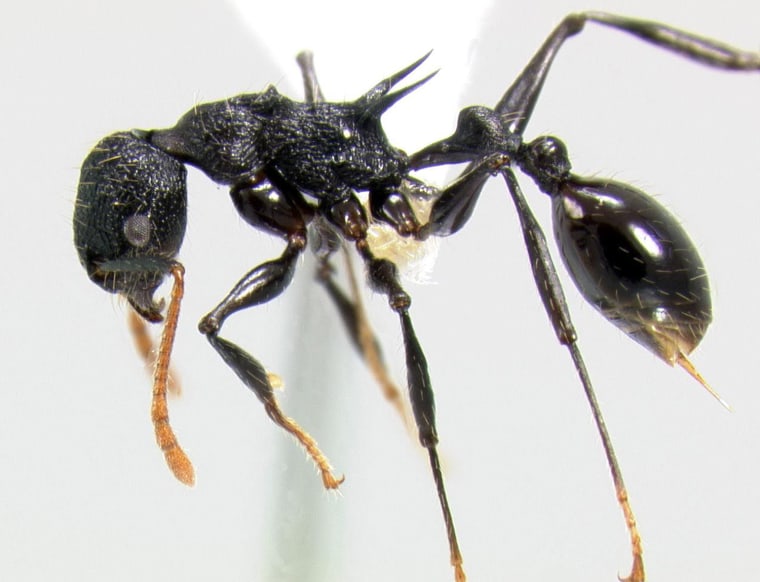 Newly discovered ant genus and species in Papua New Guinea- Only two individuals were found of this super spiny new ant species which represents an entirely new genus of ants.The workers were found in the canopy of a fallen tree at mid-elevation (1600m). Rapid Assessment Program entomologist Andrea Lucky suspects that this group of ants live up high in trees. This discovery shows that much remains to be learned about the arboreal ant fauna in the Muller Range. The ants that live in tree canopies are hard to reach, and therefore little studied. Because this species is unknown, and quite different from any other known genus of ants, Andrea and colleagues are currently using molecular phylogenetic techniques (DNA) to determine the placement of this ant species among its closest relatives.