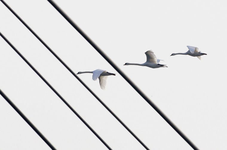 During the NATO summit, birds fly past rungs of a pedestrian bridge which connects Kehl, Germany, to Strasbourg, France.