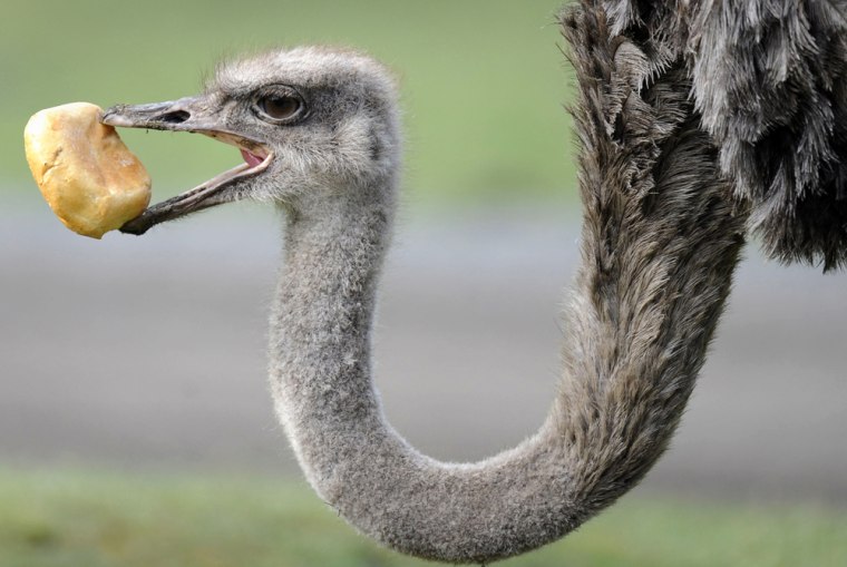 An ostrich eats a roll at the Serengeti Park in Hodenhagen, Germany.