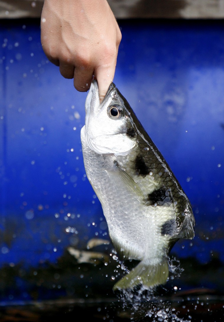 An archerfish latches onto the finger of a young tourist who lured it out of the water with bread on his fingertip during a visit to a fish farm at the Kilim Karts Geoforest Park on Langkawi Island in Malaysia.