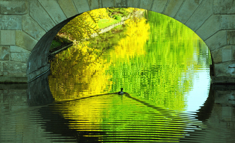 A duck passes under a bridge in the Royal Baths Park in Warsaw, Poland.