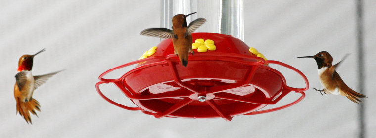 Rufous hummingbirds converge on one of the many feeders at a home in Hyak, Wash. This time of year, when the hummers are feeding heavily, the homeowner serves up more than 100 ounces of nectar a day.