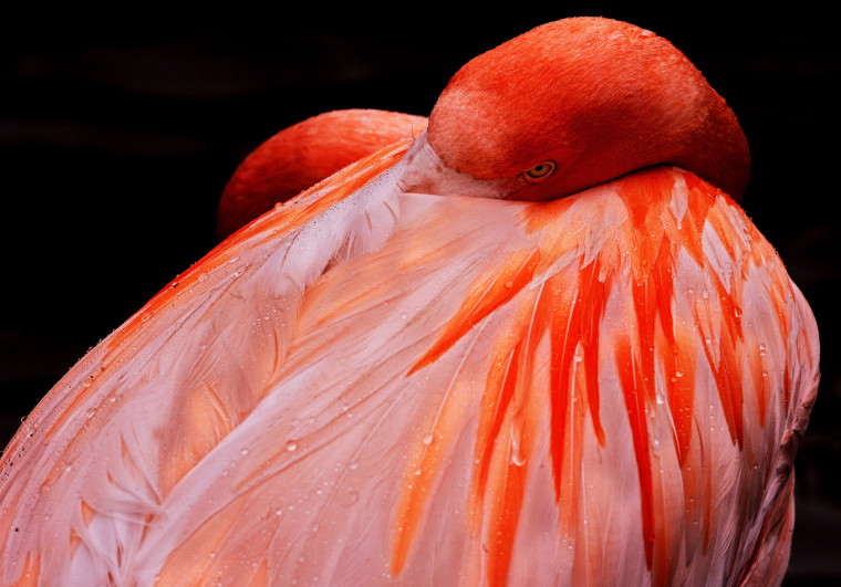 A flamingo rests during a rain shower in its enclosure at the zoo in the northern German city of Osnabrueck.