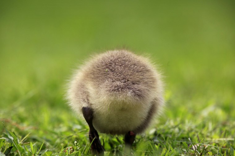A Canada goose gosling is seen along the banks of the Schuylkill River in Philadelphia.