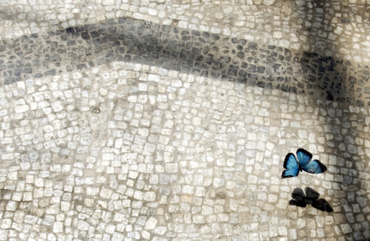 A blue morpho butterfly flies above the tearoom floor of Galleria Borghese's aviary in Rome. The gardens are hosting a springtime educational event entitled Tea with the Butterflies, which allows visitors to sip tea in an atrium filled with the colorful insects.