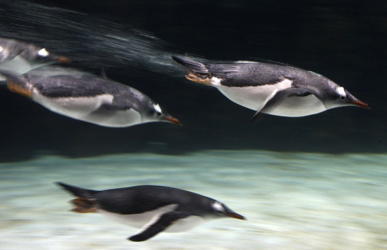 Gentoo penguins swim in their enclosure at the Melbourne Aquarium.