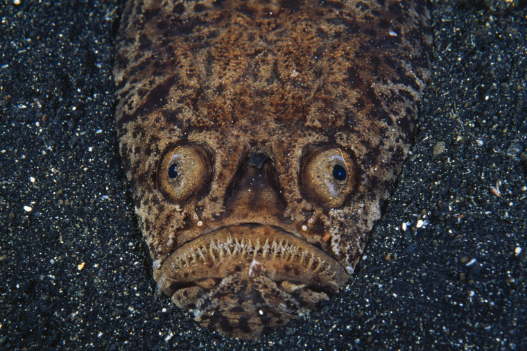 A whitemargin stargazer fish sits buried in sand waiting to ambush prey.