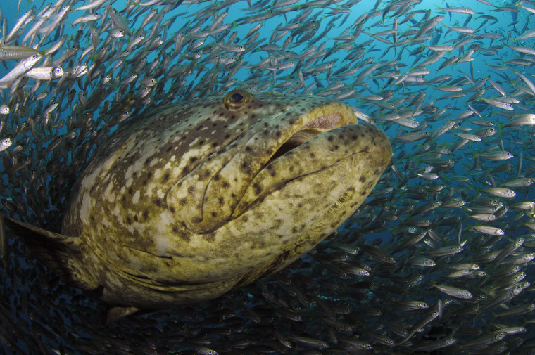 A goliath grouper, a protected and endangered species, swims near Jupiter, Fla.