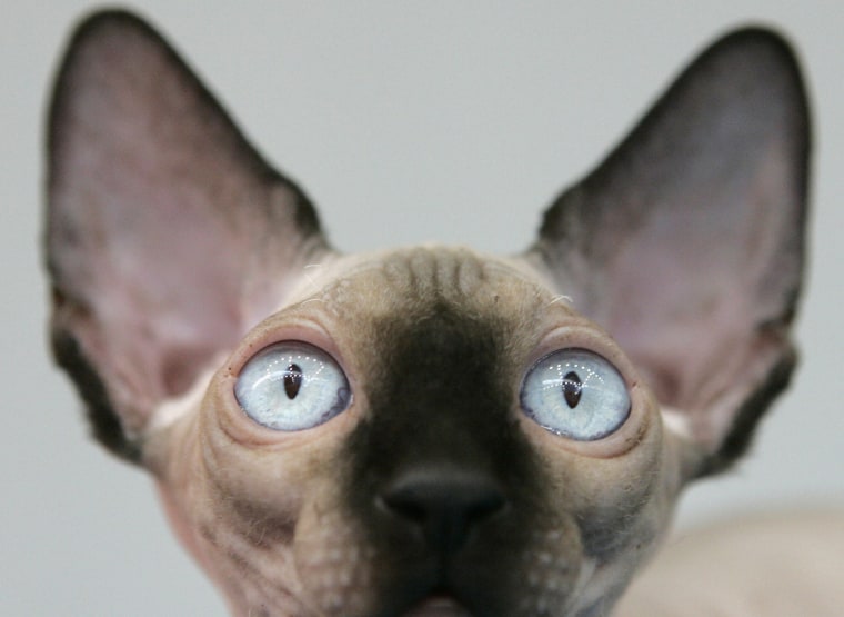 A Canadian sphynx sits during an event at the Pets Fashion Week Russia in Moscow.