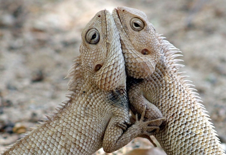 A pair of chameleons fight inside a park in the western Indian city of Ahmedabad.