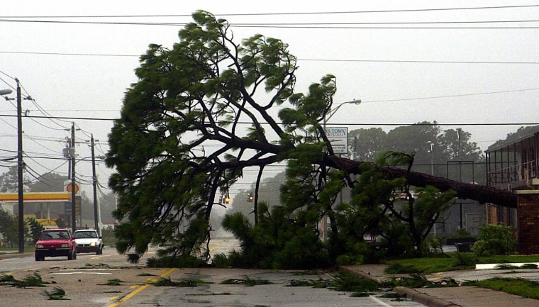 A large tree partially blocks a road as