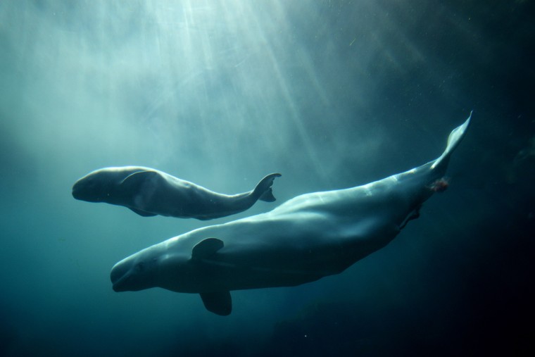 Aurora, a 20-year-old beluga whale, swims with her calf after giving birth at the Vancouver Aquarium in Vancouver, B.C., Canada.