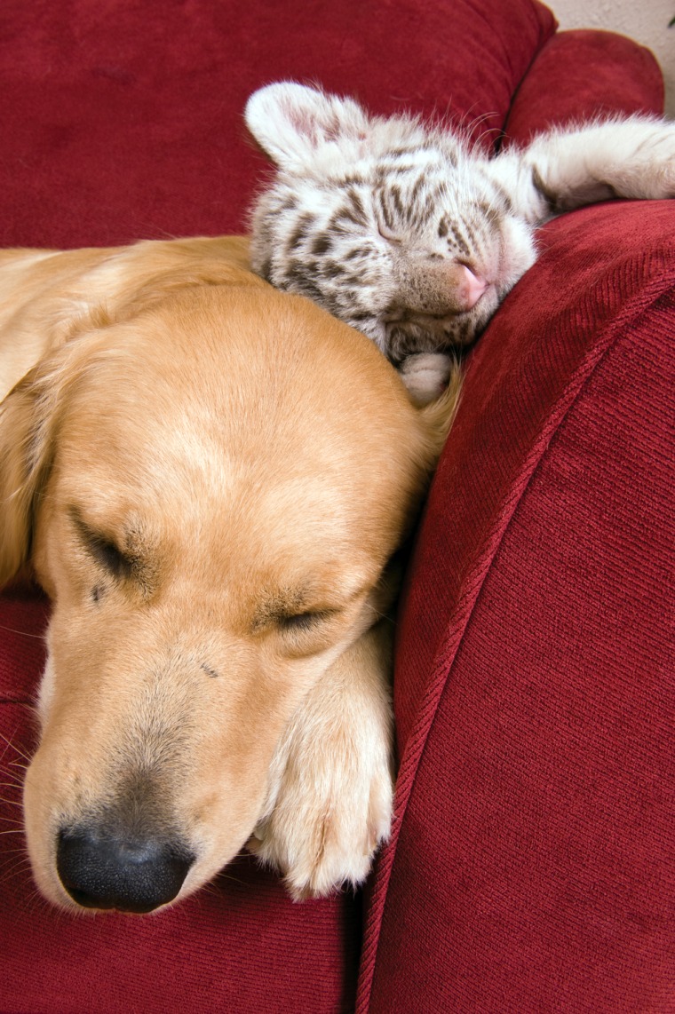 baby tigers with golden retriever, caney, ks