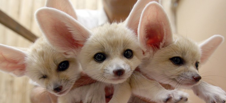 Baby fennec foxes cuddle close at the Sunshine International Aquarium in Tokyo. The small nocturnal foxes babies were born on May 17.