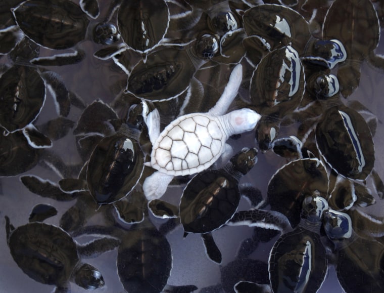 An albino baby turtle swims with green baby sea turtles in a pond at Khram Island in Thailand.