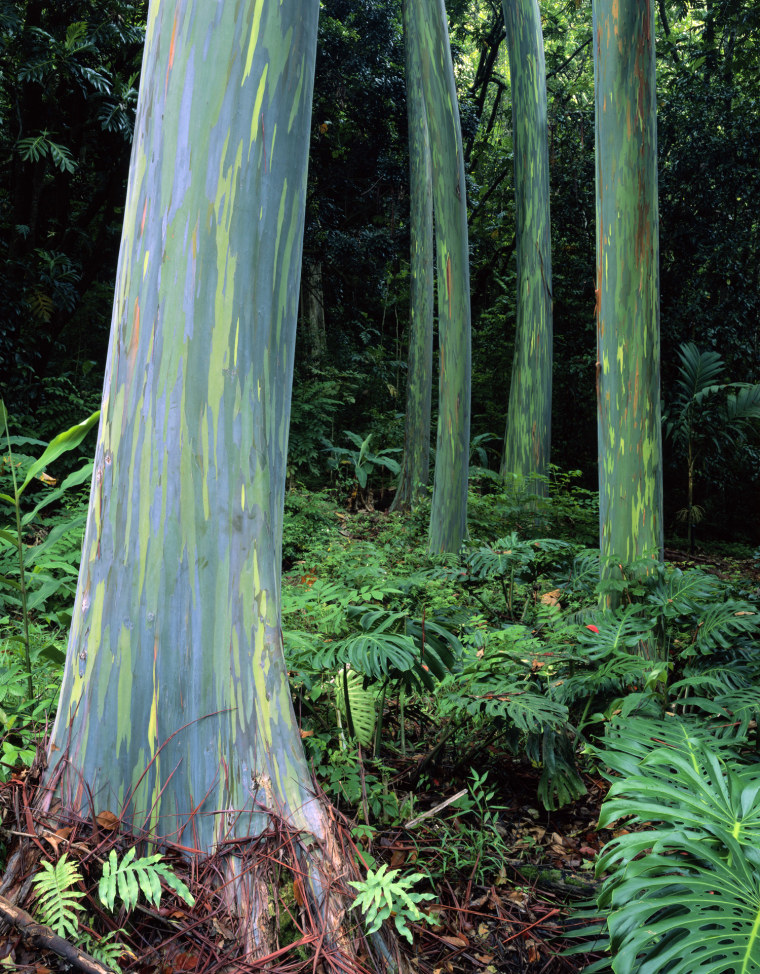 Rainbow Eucalyptus (Mindanao Gum) Trees